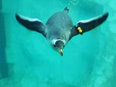 -珠海长隆海洋王国