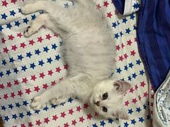-乐派堂宠物医院·猫友好· 心脏科(东街店)