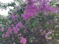 -深圳国际园林花卉博览园