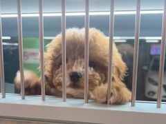 -FAELING PETS美天灵宠物(合生汇店)