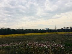 -上海长兴岛郊野公园