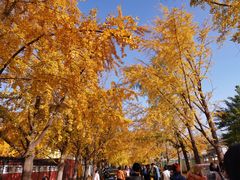 -三里屯东五街银杏大道