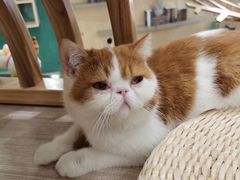 -飞行喵MR PILOT|猫舍·猫咖(静安大融城店)