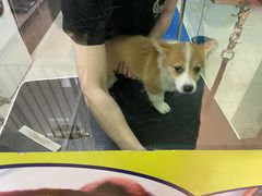 -乐琪宠物(青塔西路店)