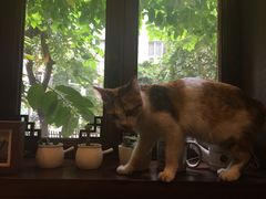 猫咪-看书吧(体育东横路店)
