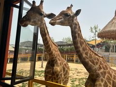 -西霞口神雕山野生动物世界