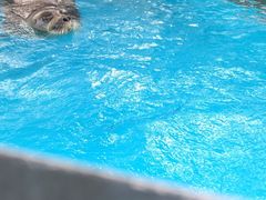 -海合安成都极地海洋公园