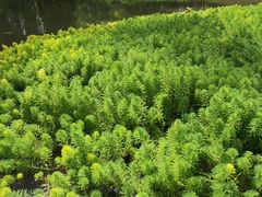 -桤木河湿地公园