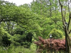 -素山寺森林公园