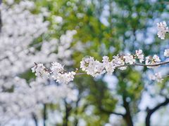 -高东镇樱花园