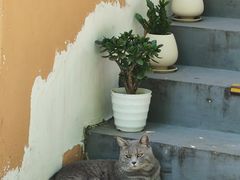 -猫岛主趣味餐厅(鼓浪屿店)
