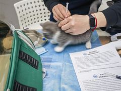 -关爱宠物医院·猫科中心·消化科(滨湖万达分院)