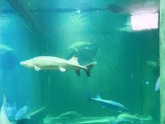 -洛阳龙门海洋馆