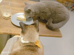-猫友咖啡店(玉林西路店)
