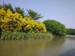 -大湾区中央湿地公园