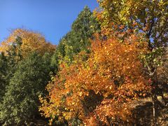 -北京鹫峰国家森林公园