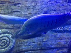 -芜湖新华联大白鲸海洋公园