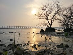 -宝安西湾红树林湿地公园