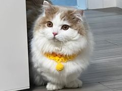 -Bastet sally猫舍购宠(静安店)