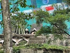 -中国大熊猫保护研究中心雅安碧峰峡基地