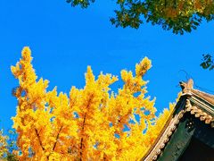 -北京国子监胡同
