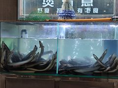 水产区-本炙炭烤·蒲烧活鳗料理店(金沙洲店)