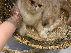 -飞行喵MR PILOT|猫舍·猫咖(静安大融城店)