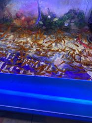 -卡通尼·Safari非洲探索乐园·生日会(金桥国际商业广场店)