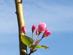 -海棠花溪(元大都城垣遗址公园)