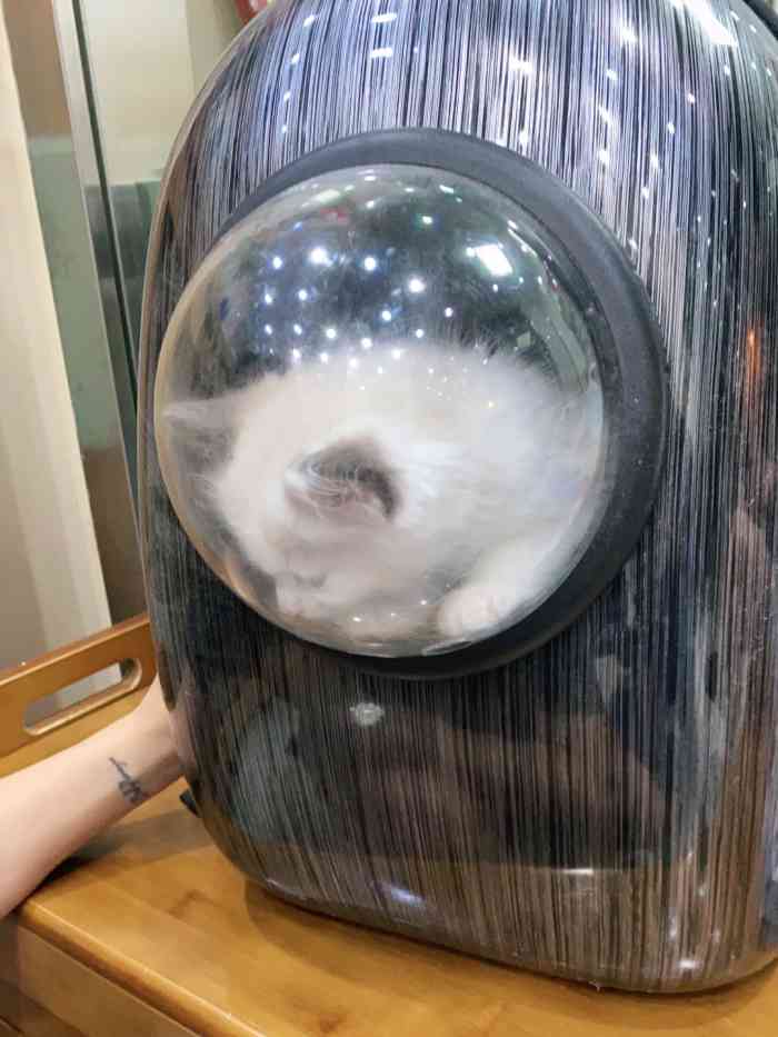 成为第一个点赞的人yosiki2021年4月21日打分我家猫喜欢乱窜,之受伤