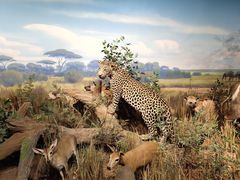 -陕西自然博物馆