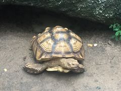 -清迈夜间动物园