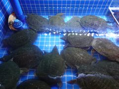 -湘里乡亲甲王二老店