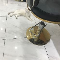 -镁连社·美联社