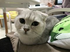 -喵的天空名猫咖啡馆·撸猫·猫舍·用品