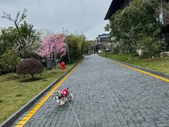 -苏州阳澄半岛英迪格酒店