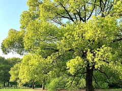 -上海共青森林公园