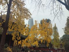 -白鹭湾湿地公园