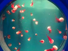 -海合安青岛极地海洋公园