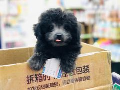 -汪小喵宠物·戴维斯乐芳希施宠馨宝皮毛调理洗护店
