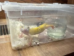 -酷以爬仙阁实体爬宠店·守宫·蜥蜴·专业繁育