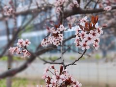 -大兴滨河森林公园