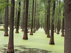 -渌洋湖湿地公园