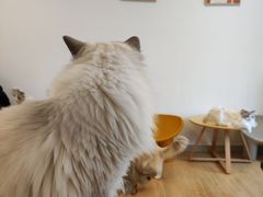 -有喵·猫咖·狗咖·30几只猫10只小狗(岗厦店)