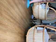 -Husky Go! 哈士奇体验馆·宠物咖啡厅狗咖