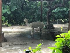 -深圳野生动物园