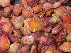 -和源祥·日照菜扛把子(万平口一店)