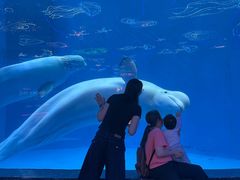 -海合安成都极地海洋公园