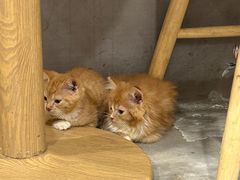 -楼上猫咖(罗湖店)