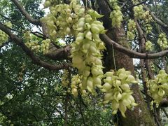 景点-鼎湖山风景区
